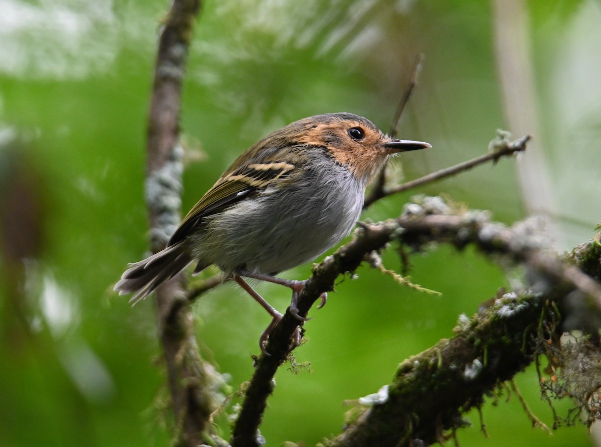 Ochre-faced Tody-Flycatcher - ML650050312