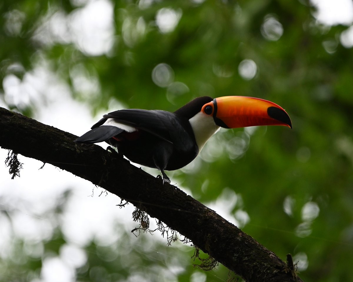 Toco Toucan - ML650050320