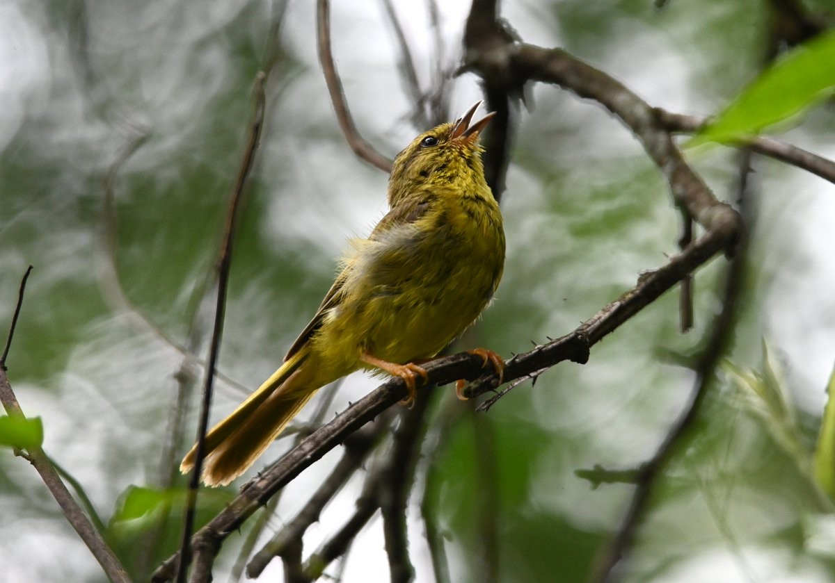 Two-banded Warbler - ML650050334