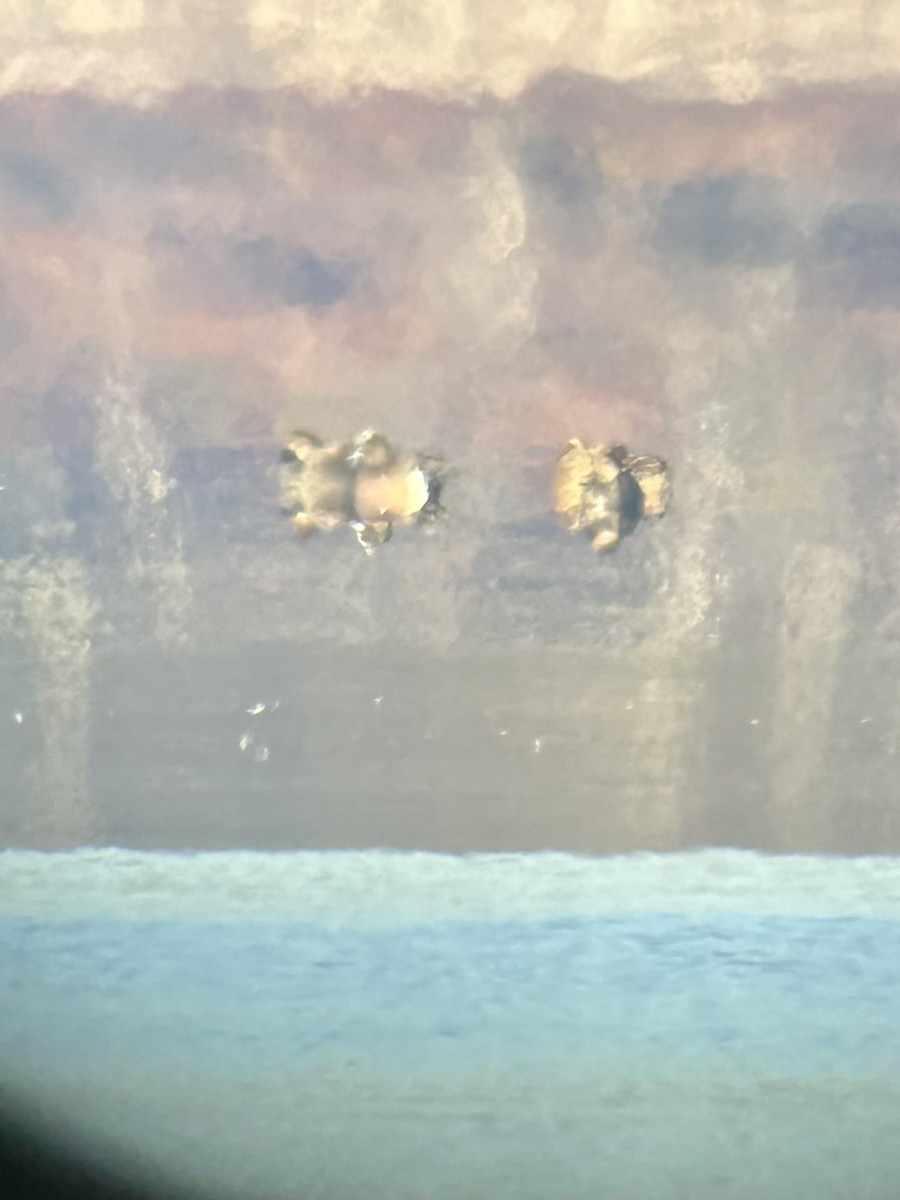 Canard d'Amérique - ML650050413