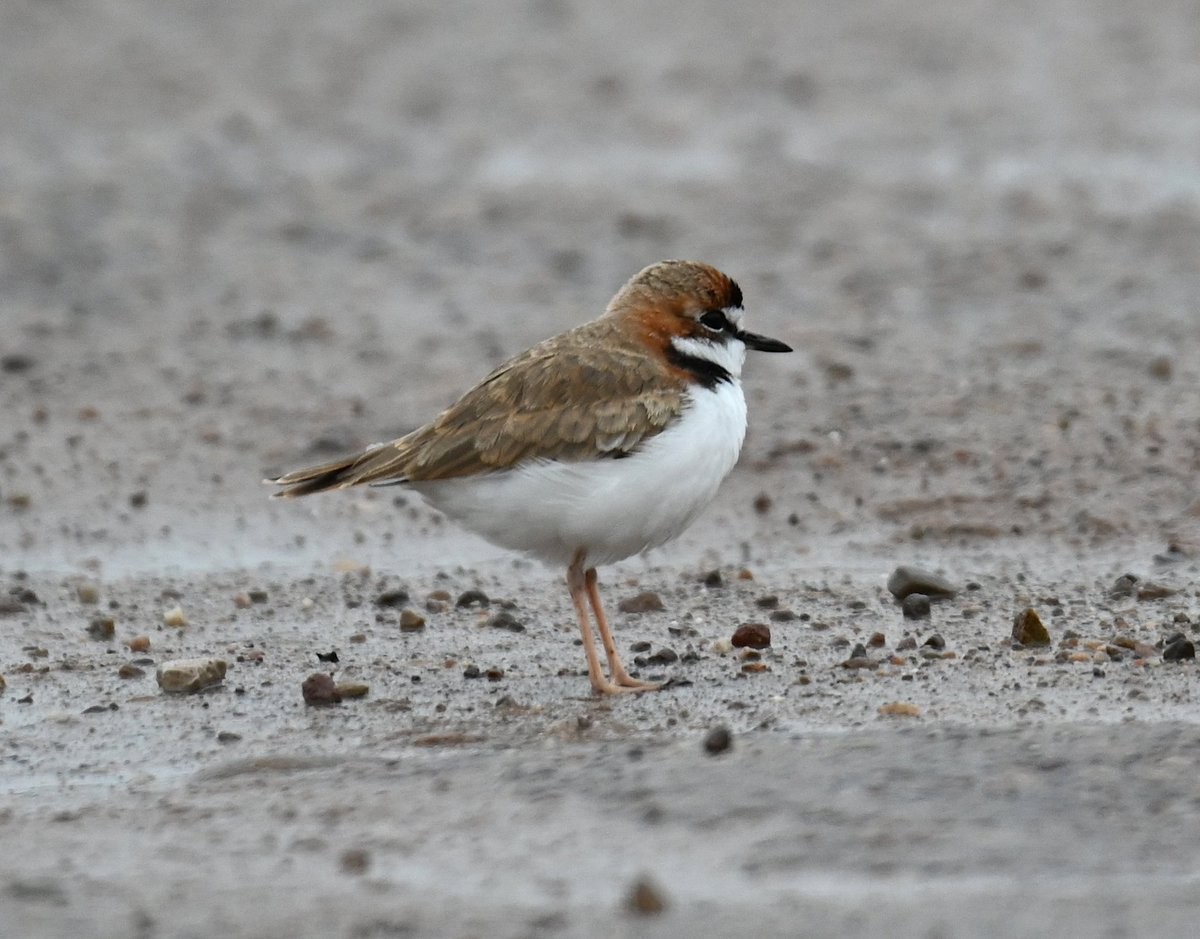 Collared Plover - ML650050431