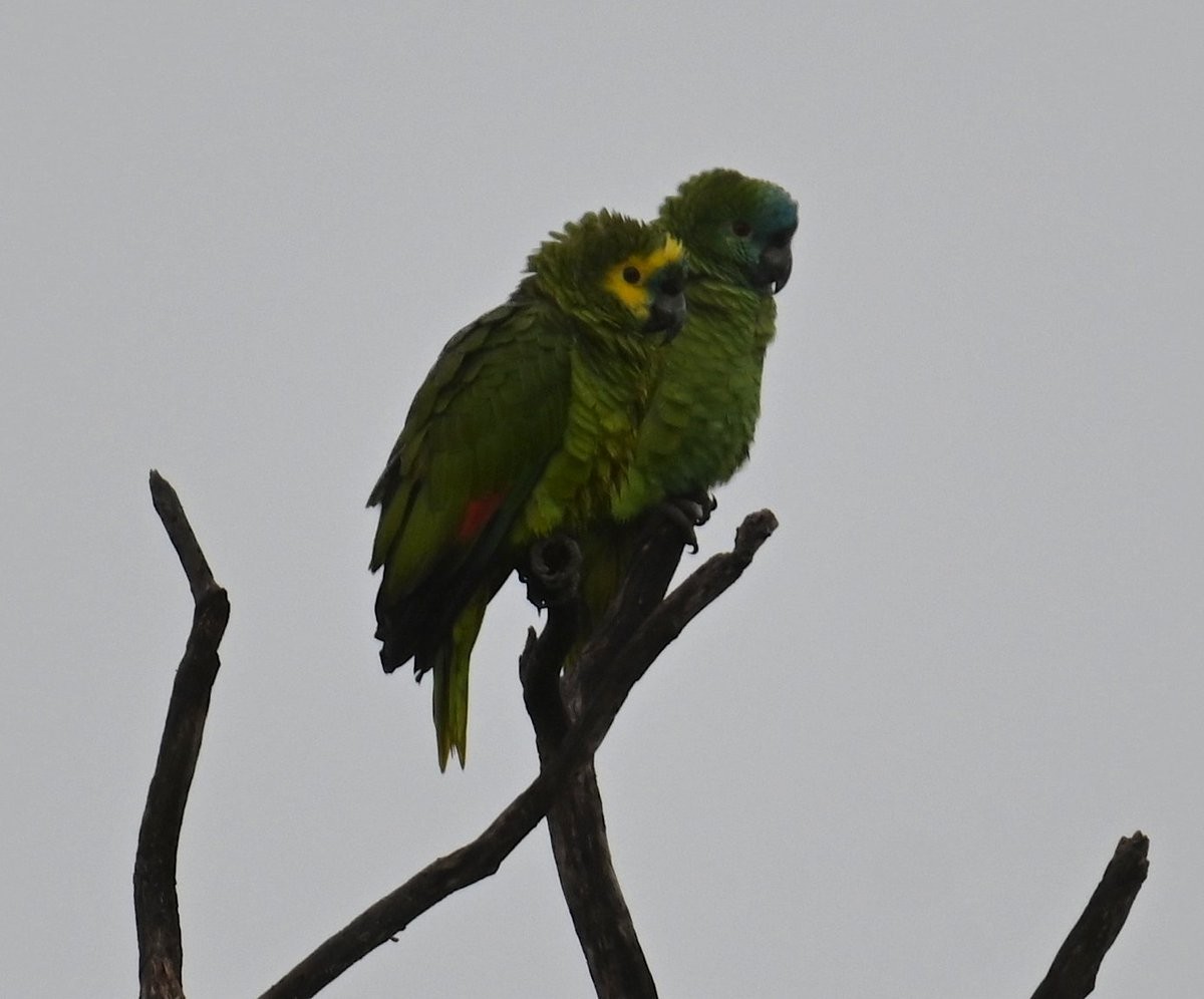 Turquoise-fronted Amazon - ML650050435