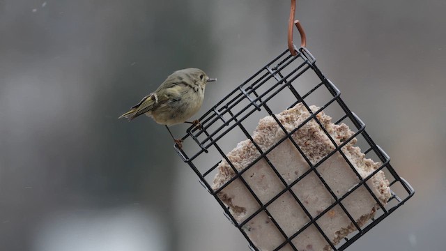 Ruby-crowned Kinglet - ML650050566