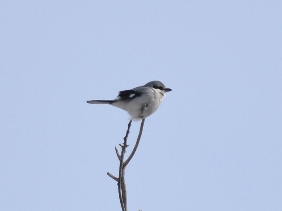 オオモズ - ML650050578