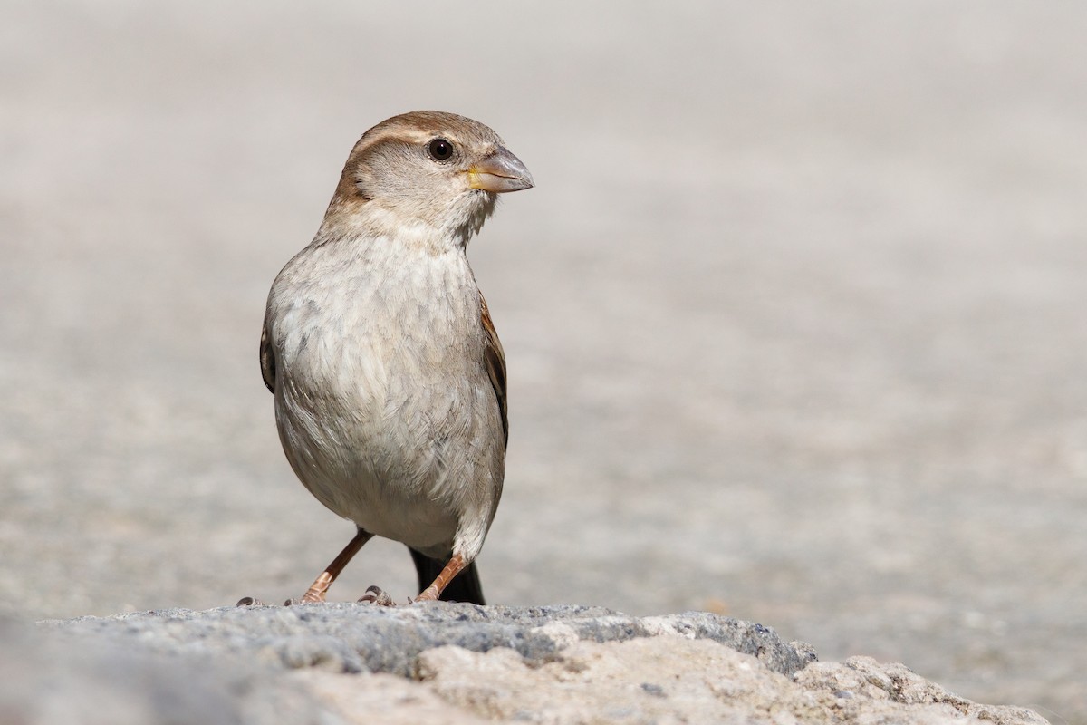 Italian Sparrow - ML650050656