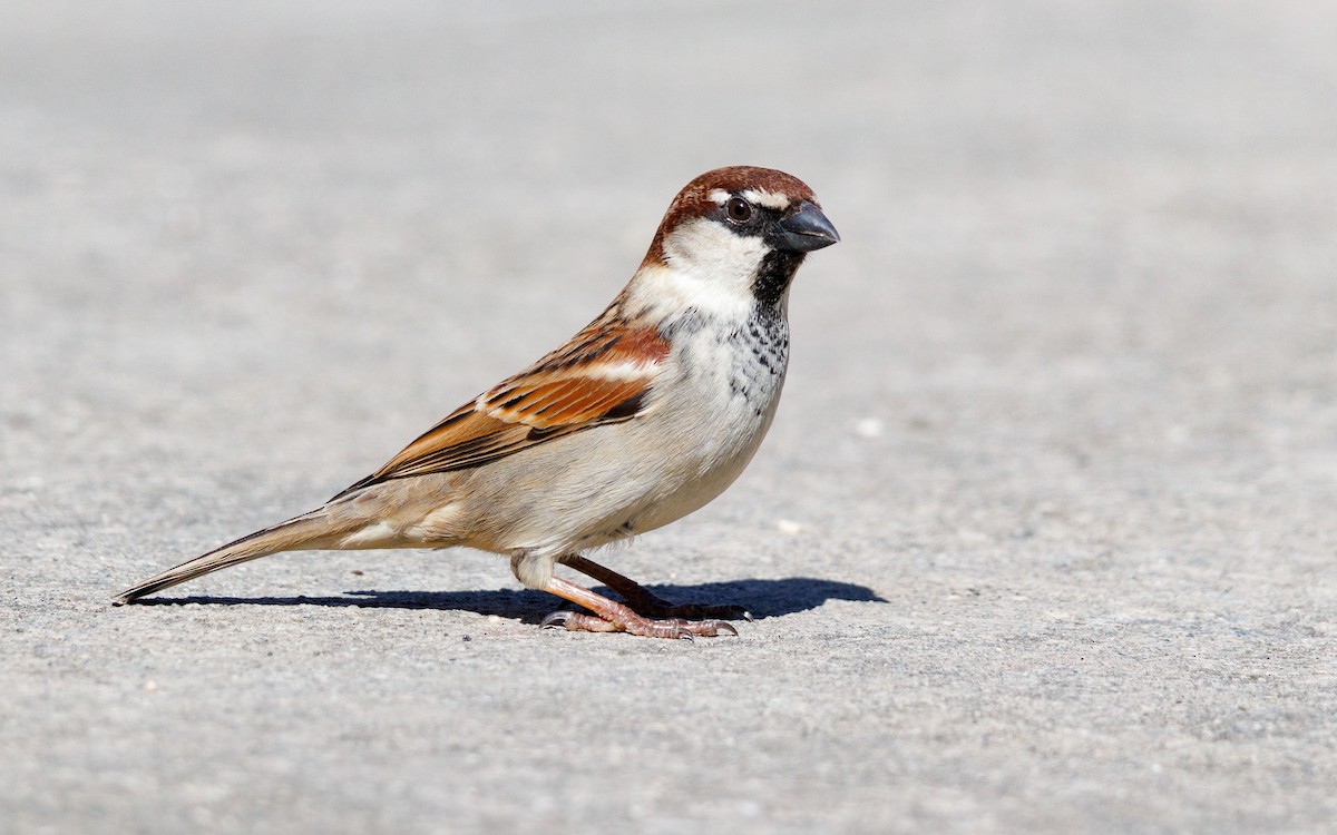 Italian Sparrow - ML650050657