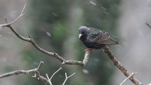 European Starling - ML650051032