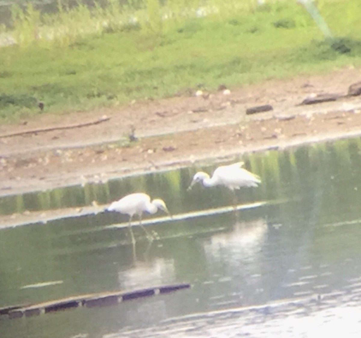 Little Blue Heron - ML65005141