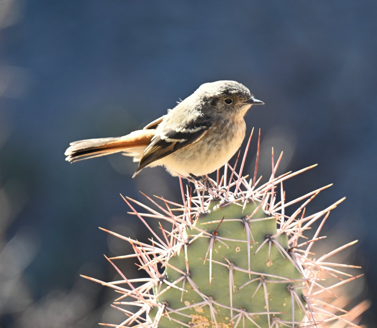 White-winged Black-Tyrant - ML650051539