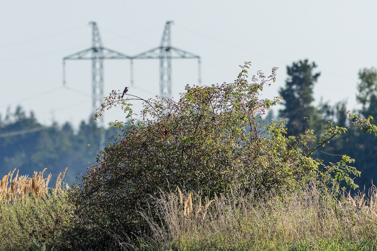 Averla maggiore - ML650051552