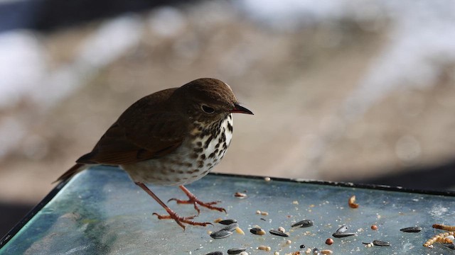 Дрозд-отшельник - ML650051963