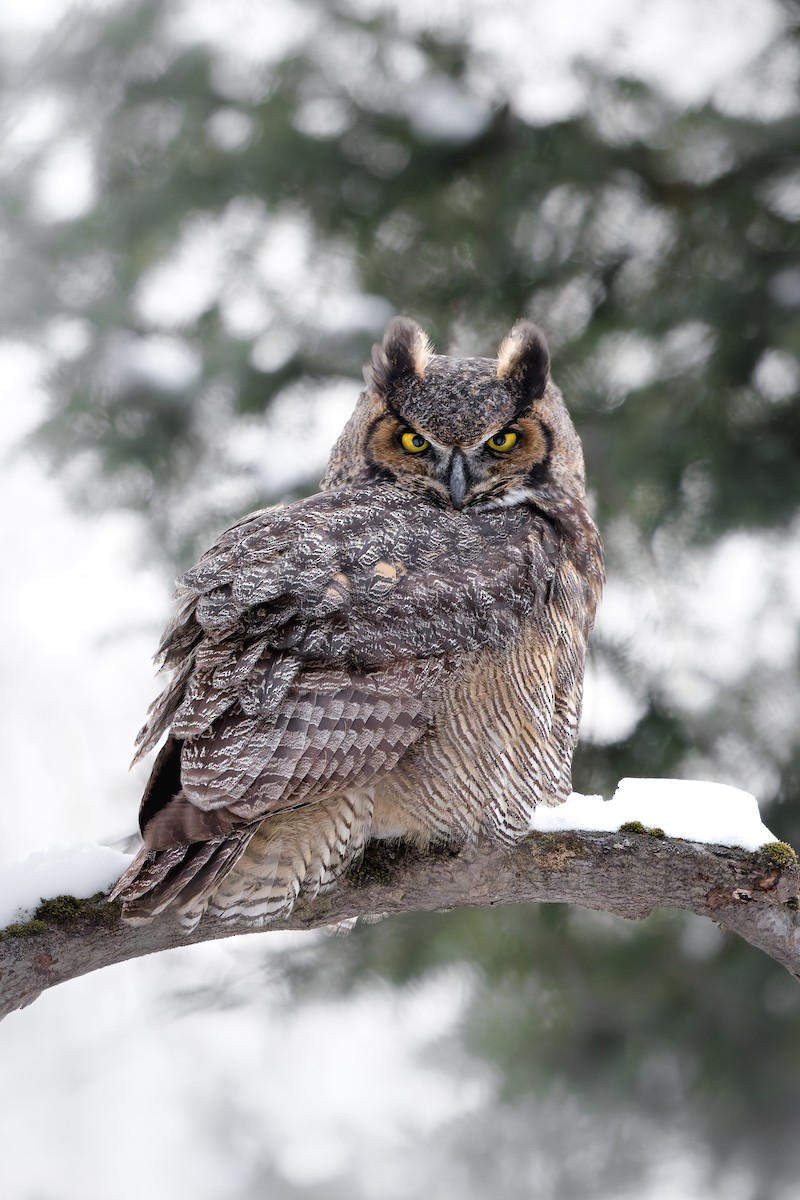 Great Horned Owl - ML650052032