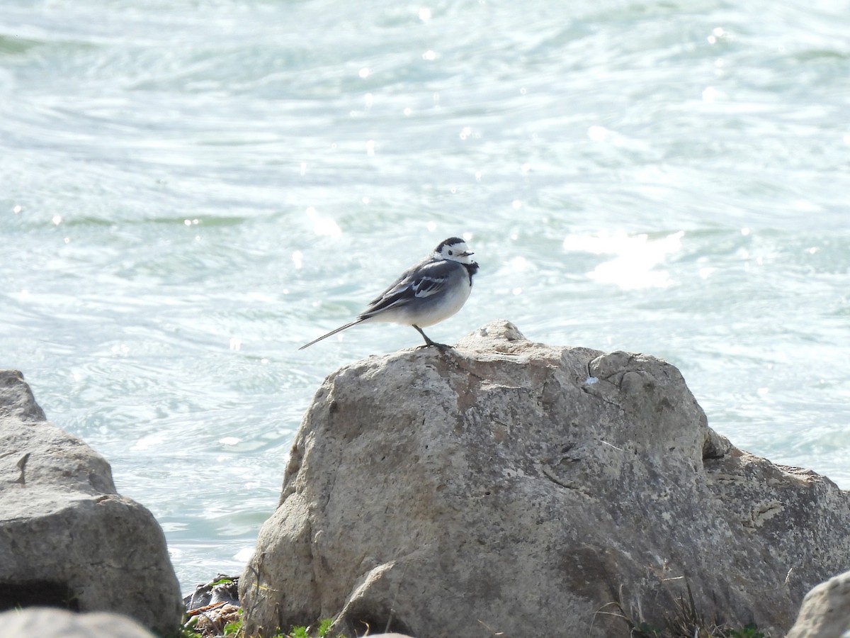 Белая трясогузка - ML650052088