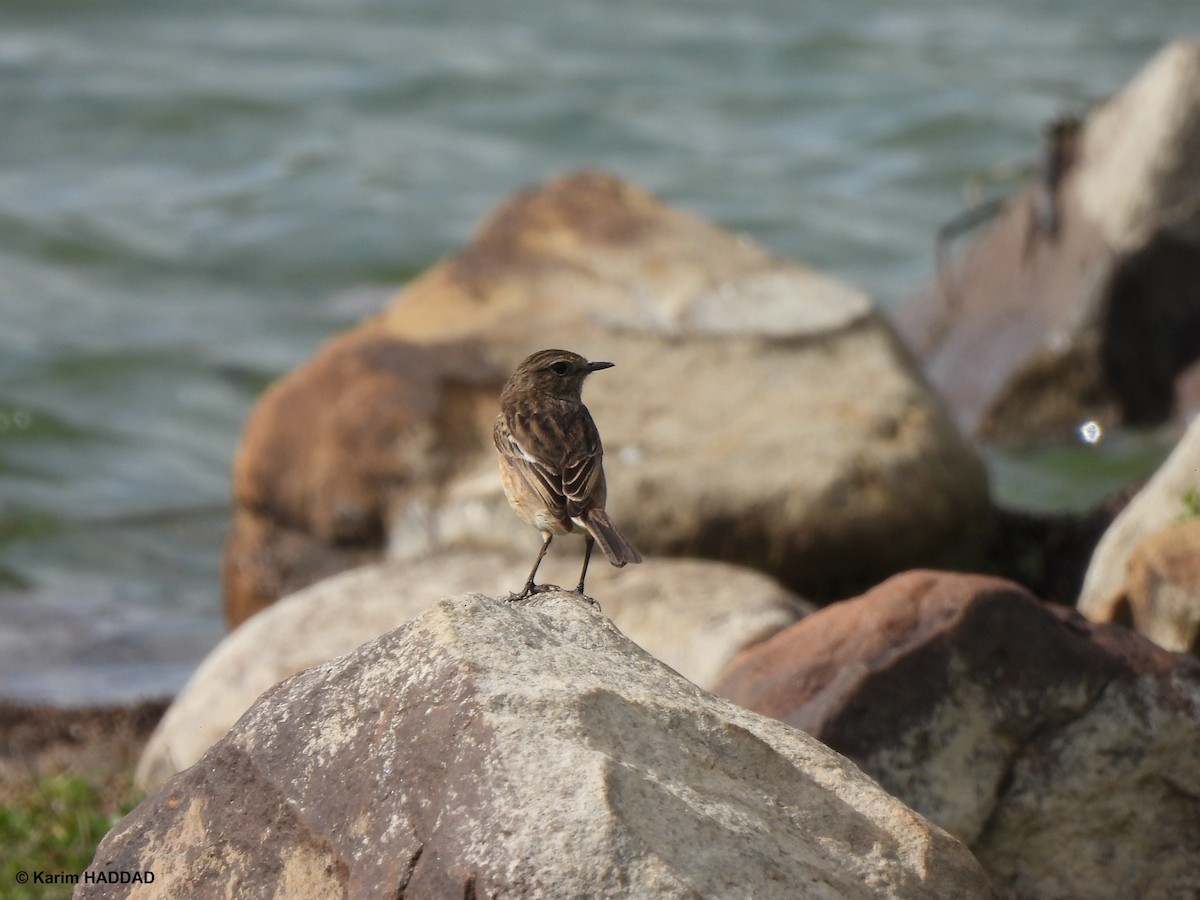 Черноголовый чекан - ML650052120