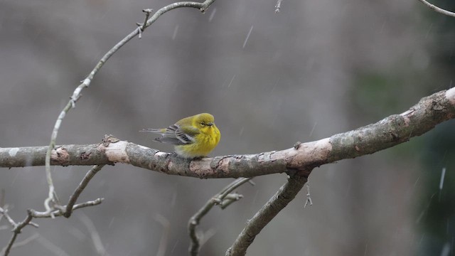 Kiefernwaldsänger - ML650052129