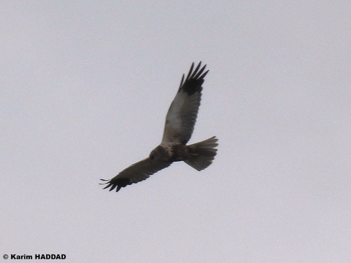 Болотный лунь - ML650052252