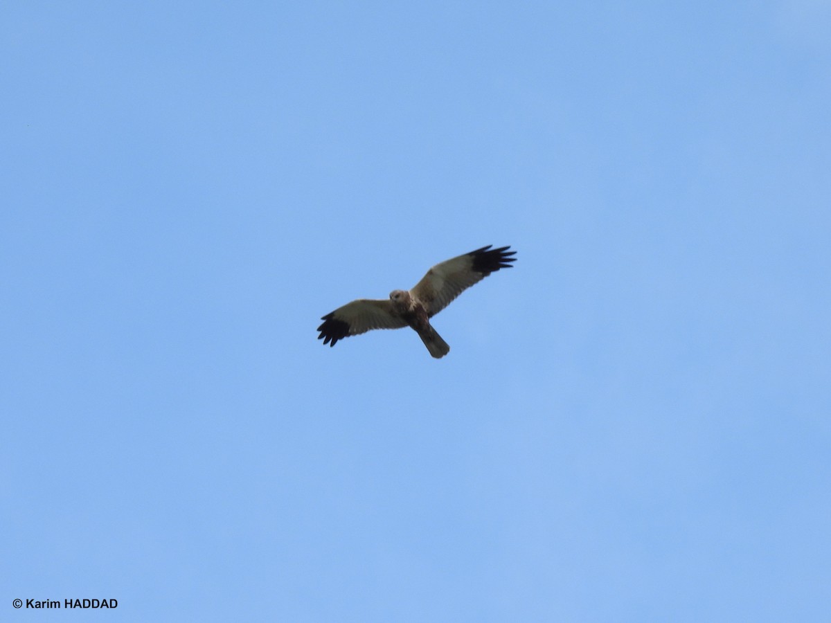 Болотный лунь - ML650052253