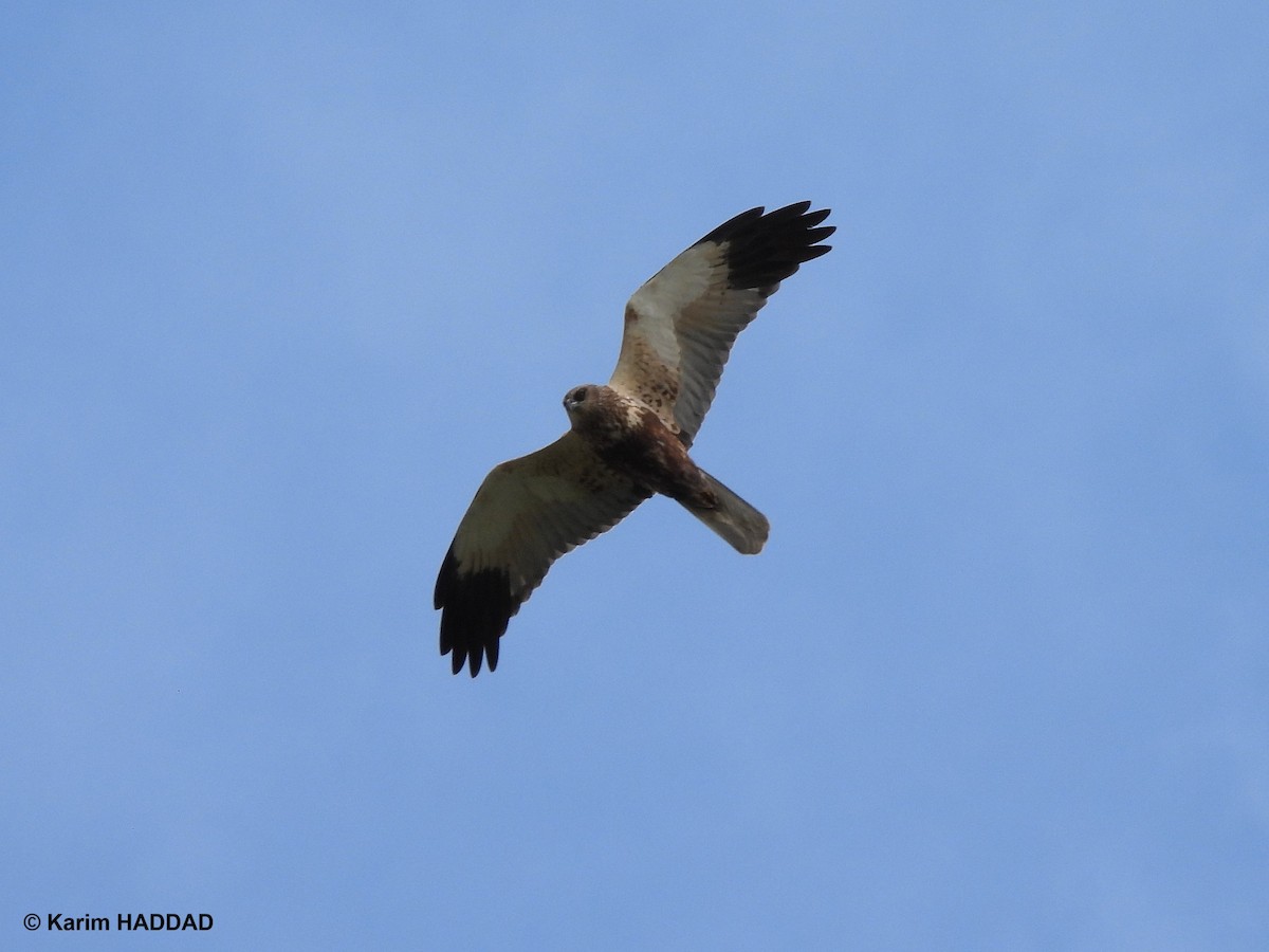 Болотный лунь - ML650052254