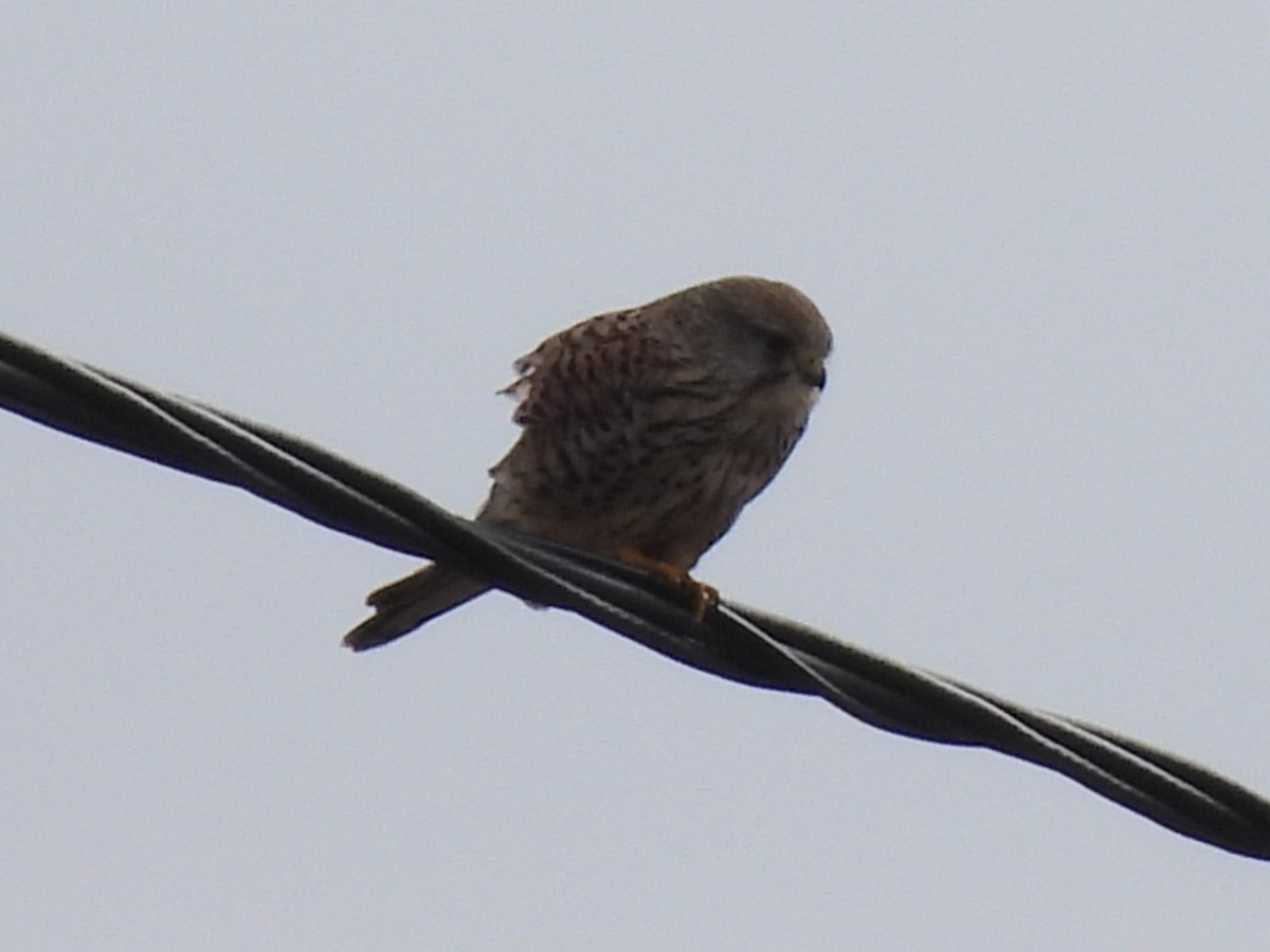 Пустельга - ML650052381