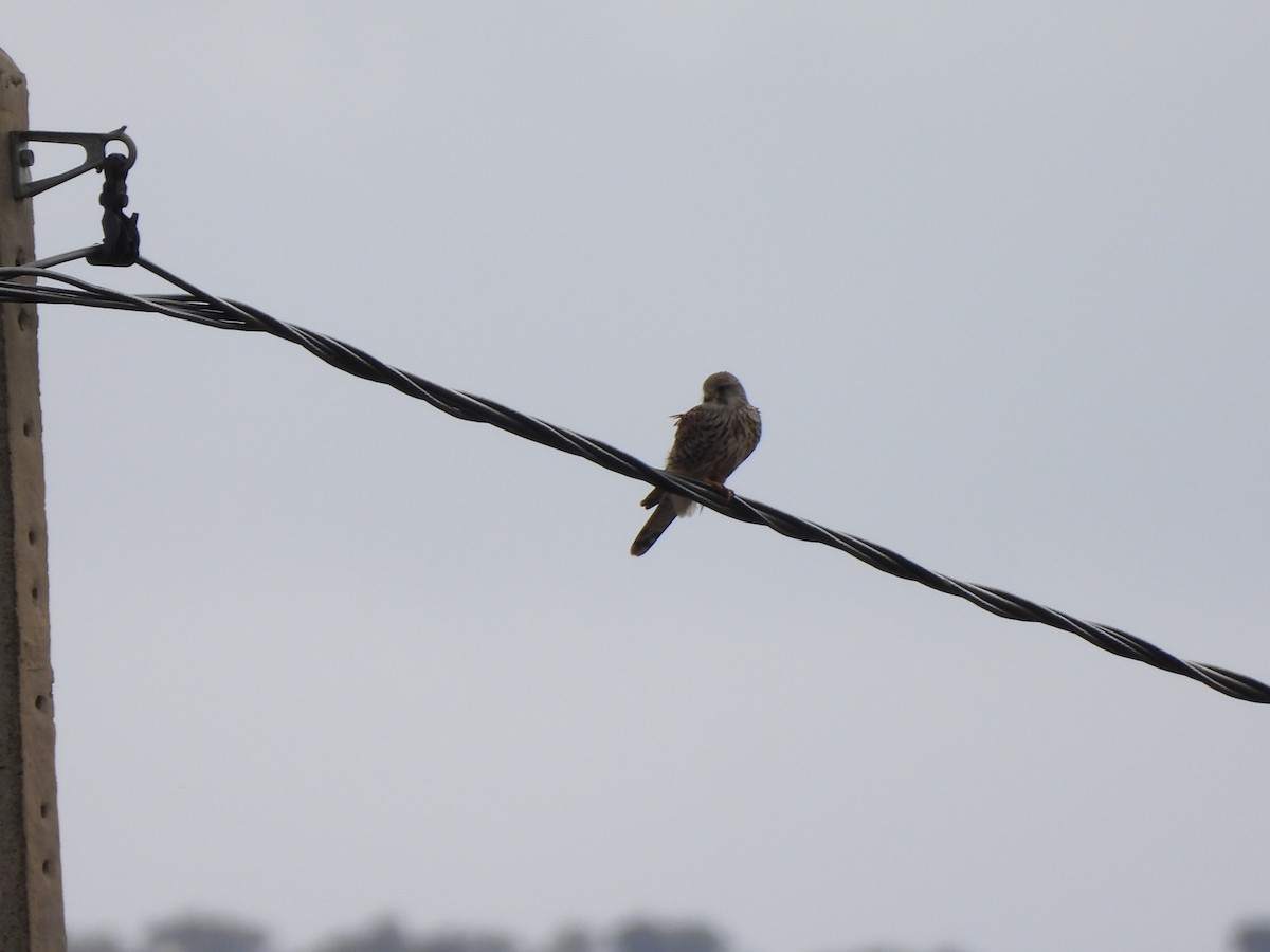 Пустельга - ML650052383