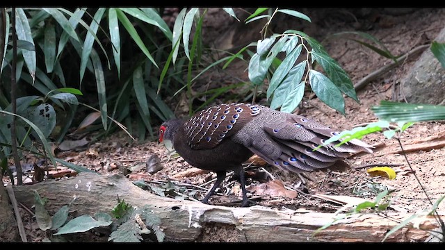 Віялохвіст гайнанський - ML650052398