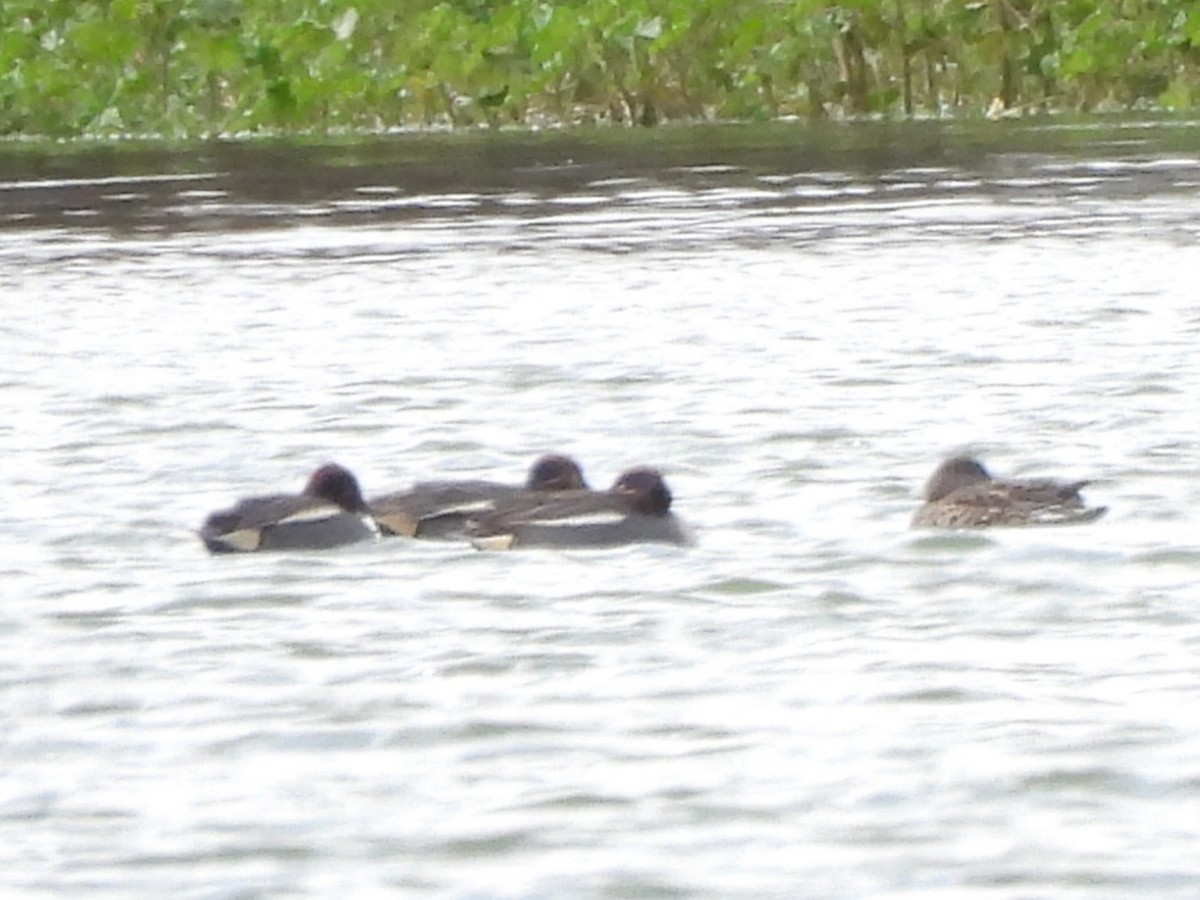 Чирок-свистунок - ML650052413