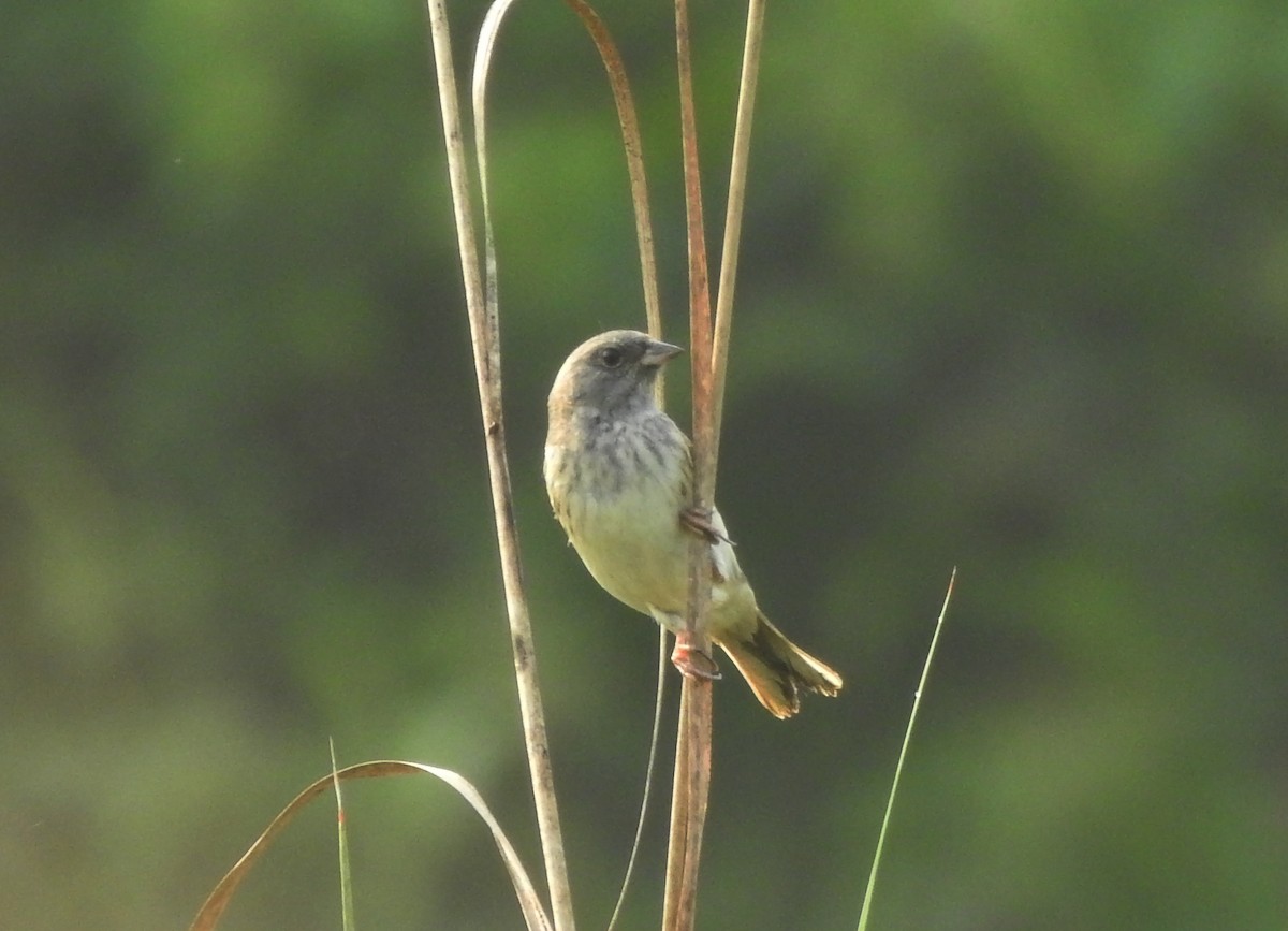 Black-faced Bunting - ML650052574