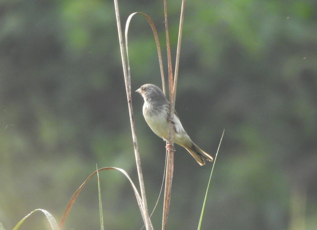 Black-faced Bunting - ML650052575