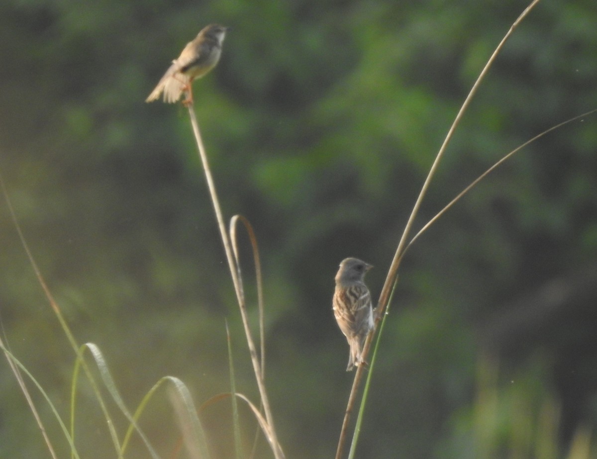 Black-faced Bunting - ML650052576