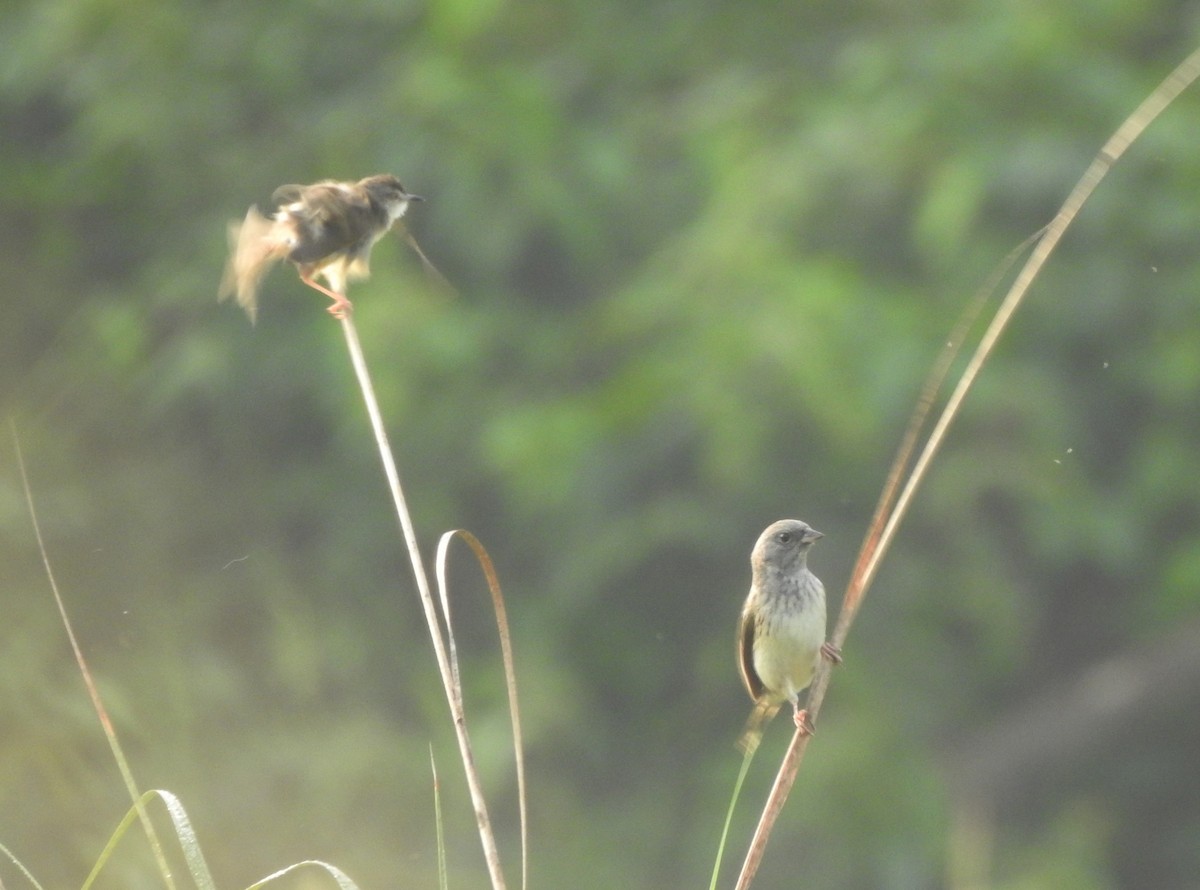 Black-faced Bunting - ML650052577