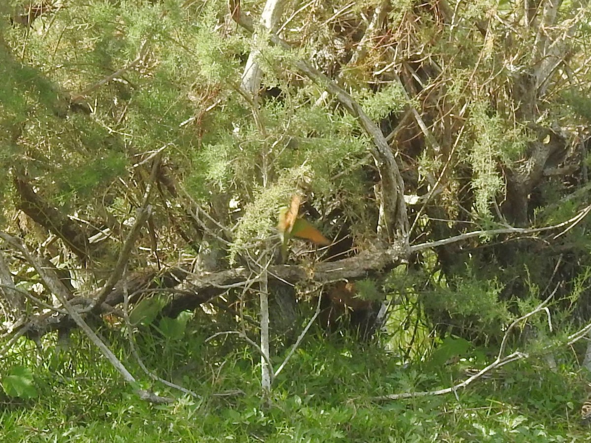 African Green Bee-eater - ML650052658