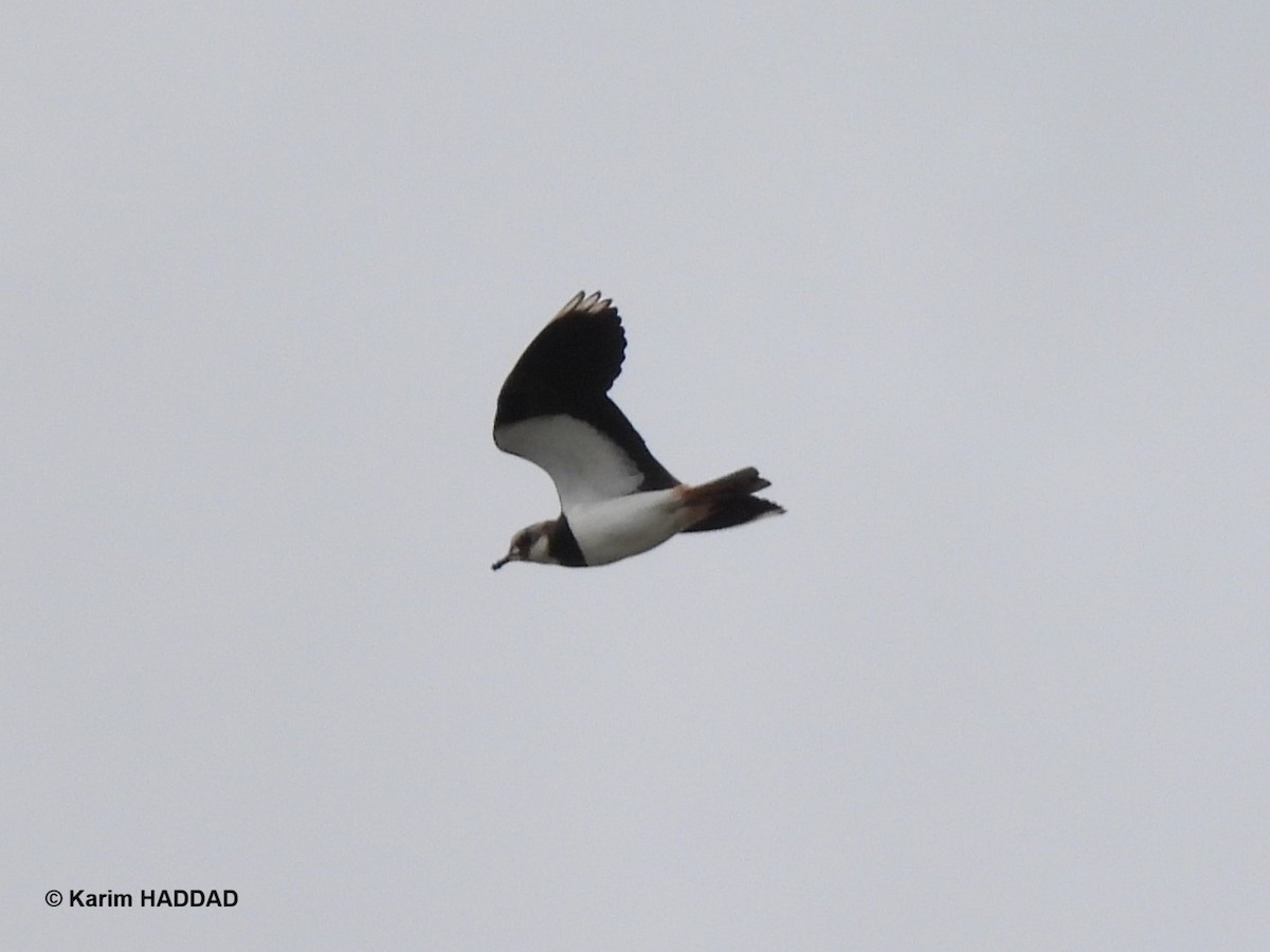 Чибис - ML650052671