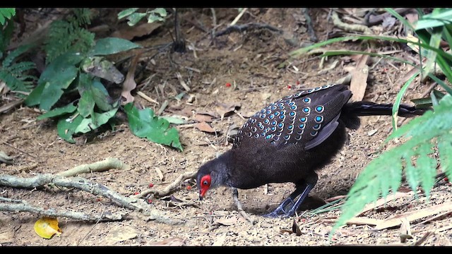Віялохвіст гайнанський - ML650052826