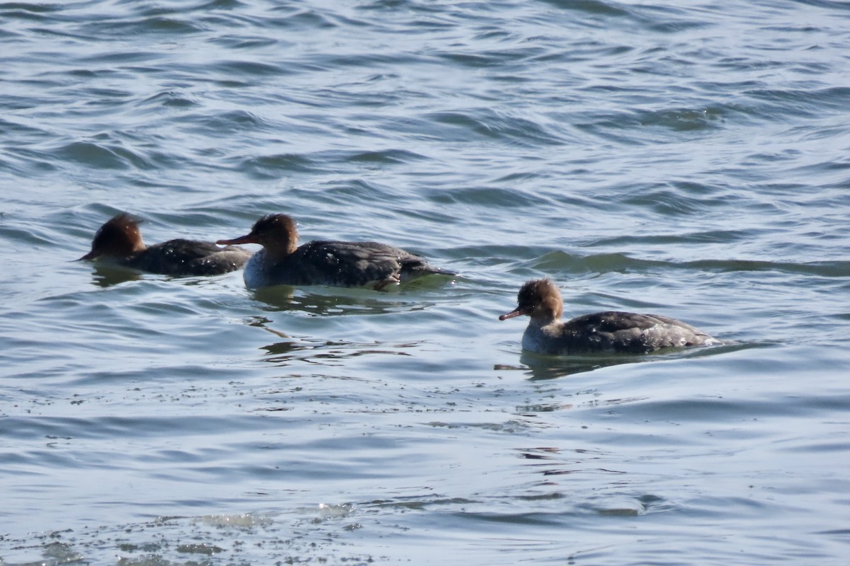 Tarakdiş - ML650053013