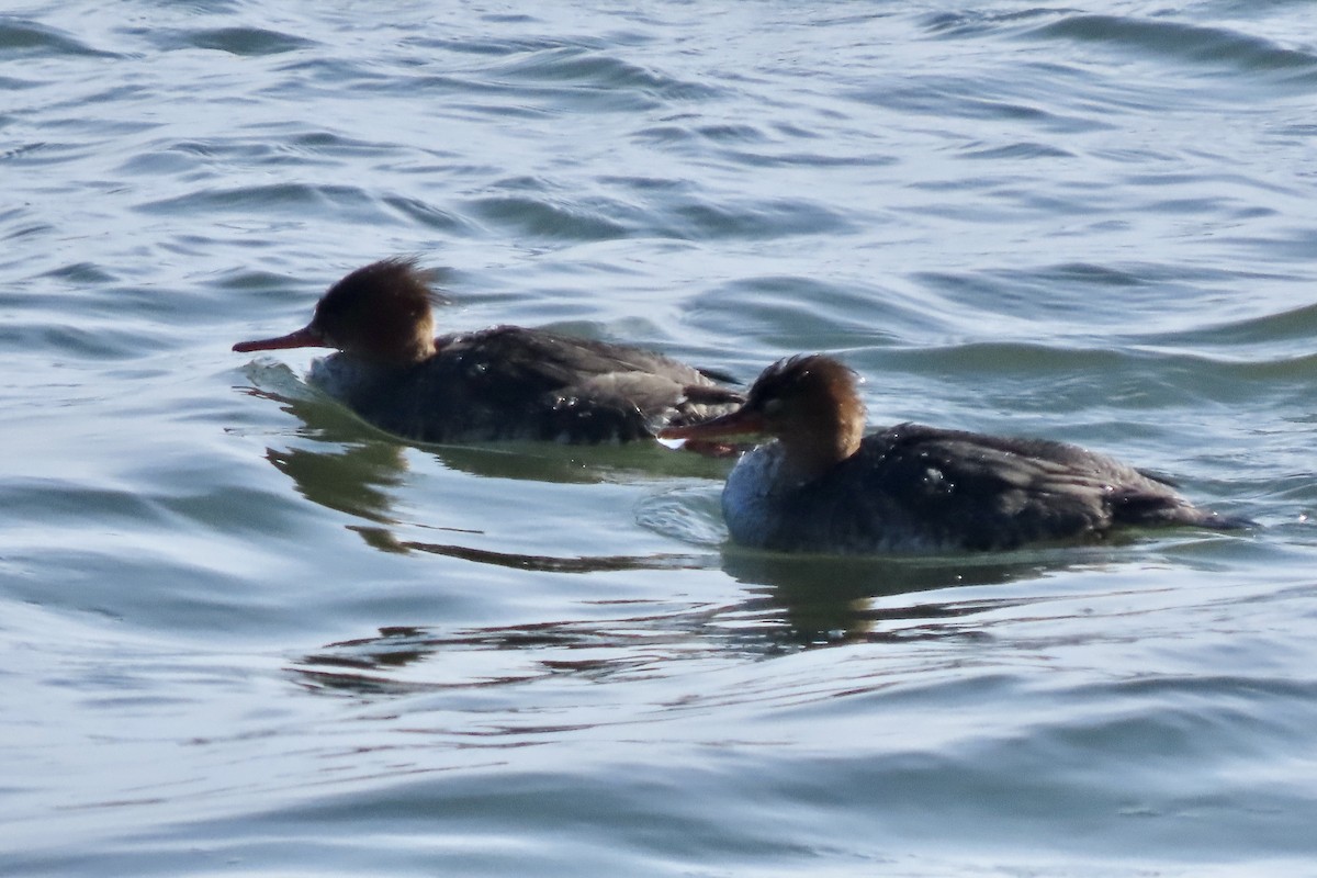 Tarakdiş - ML650053122