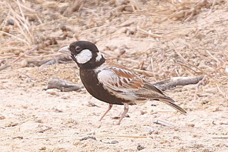 Chestnut-backed Sparrow-Lark - ML650053494