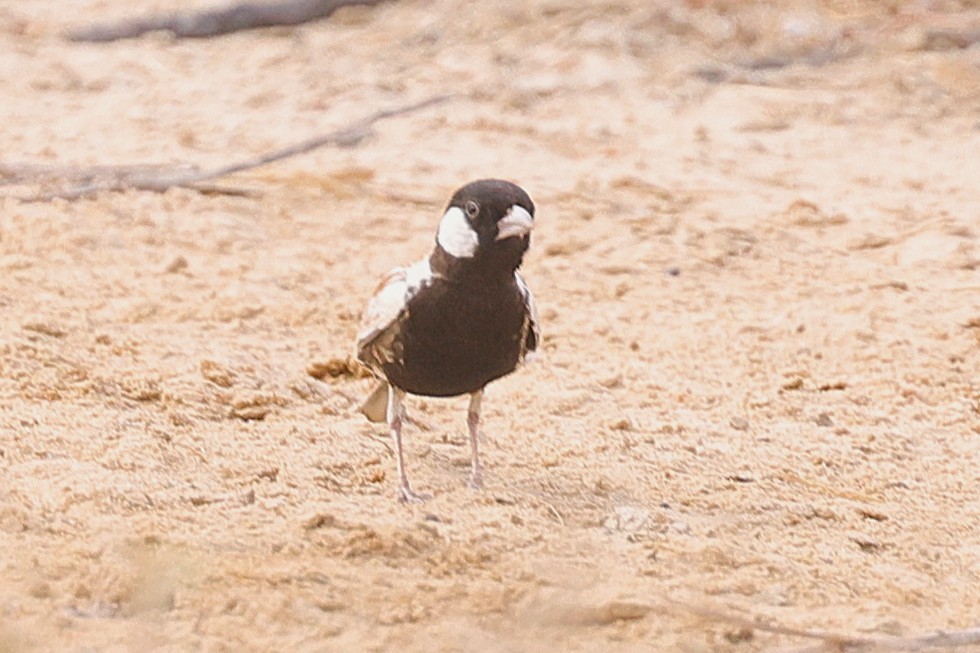 Chestnut-backed Sparrow-Lark - ML650053495