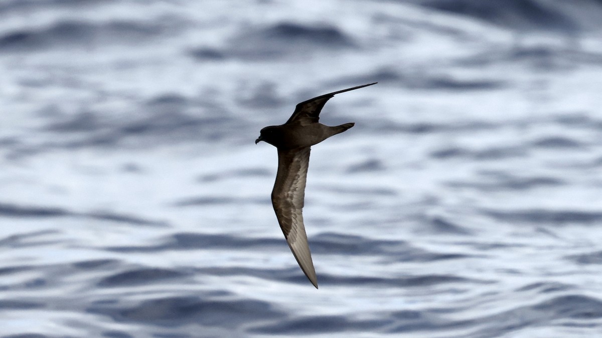 Pétrel de Bulwer - ML650054995