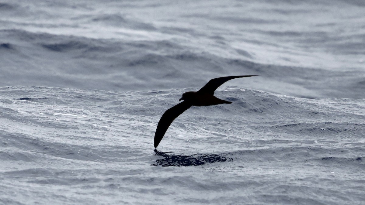 Pétrel de Bulwer - ML650054996