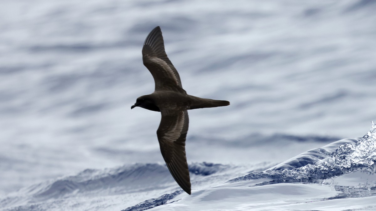 Pétrel de Bulwer - ML650054999