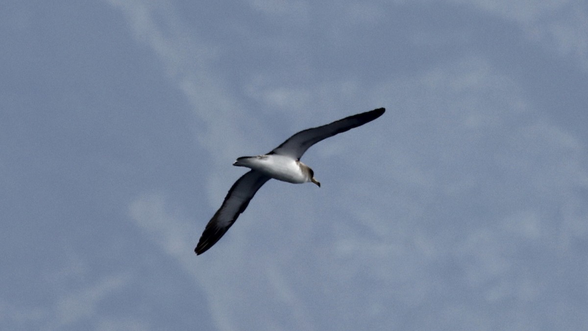 Puffin cendré - ML650055015