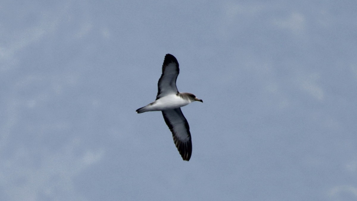 Puffin cendré - ML650055017