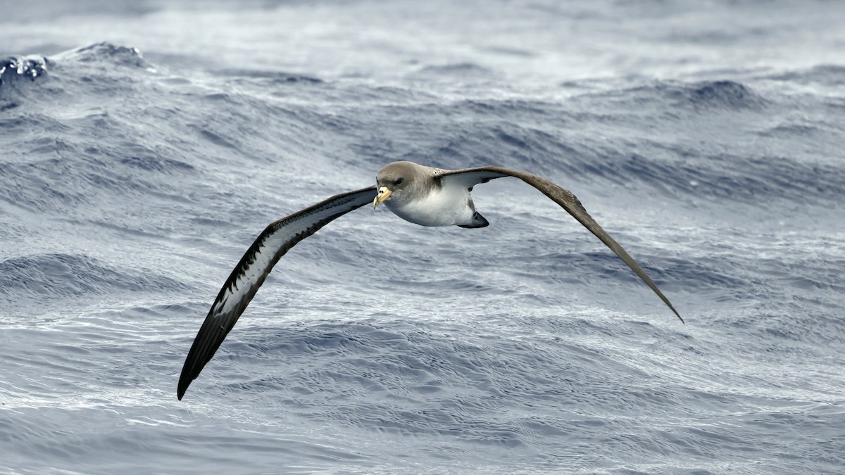 Puffin cendré - ML650055018