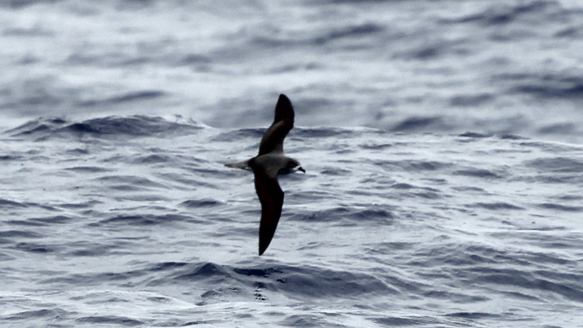 Pétrel de Madère - ML650055049