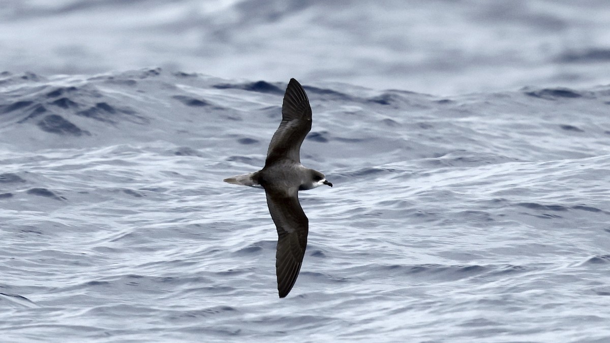 Pétrel de Madère - ML650055050