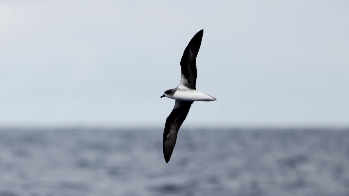 Pétrel de Madère - ML650055051