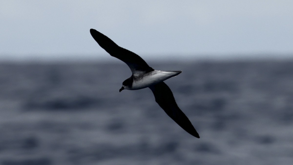 Pétrel de Madère - ML650055052