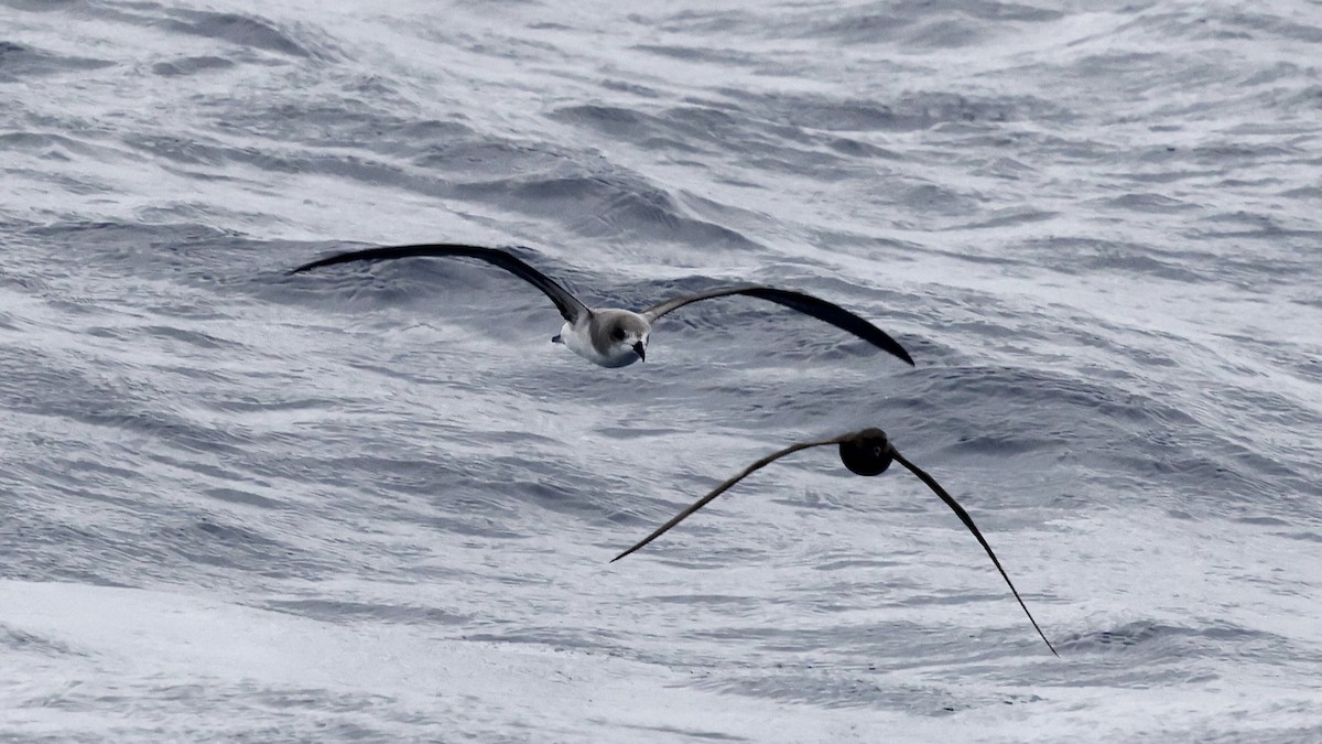 Pétrel de Madère - ML650055053