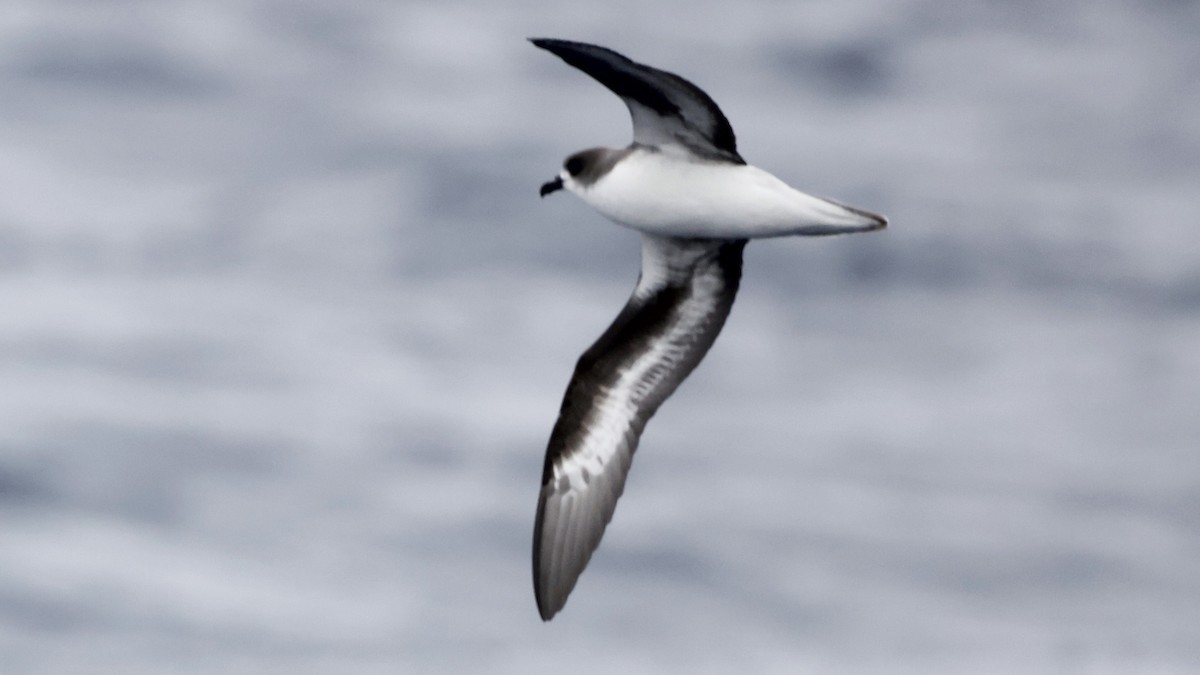 Pétrel de Madère - ML650055054