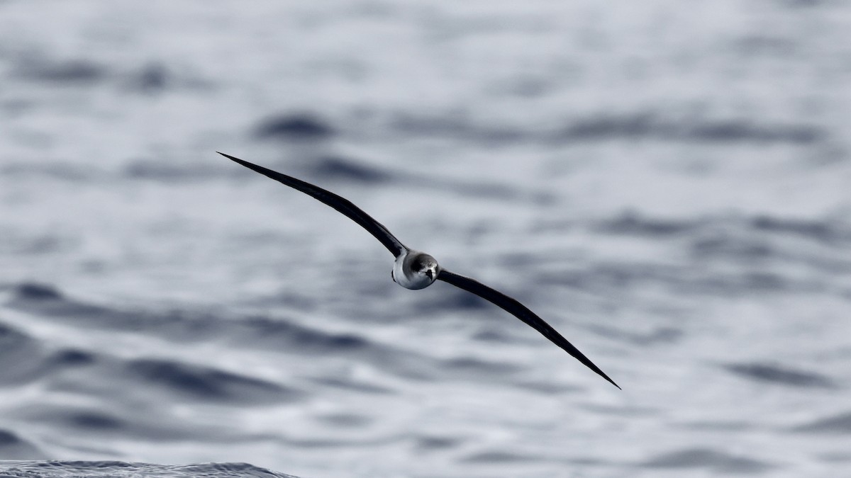 Pétrel de Madère - ML650055055